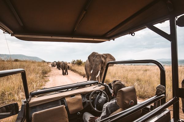 View of elephants from luxury safari vehicle